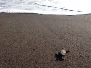 Gap Year Programs - Sea Turtle Conservancy in Torugero, Costa Rico