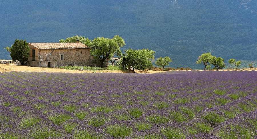 Provence Wine Region France