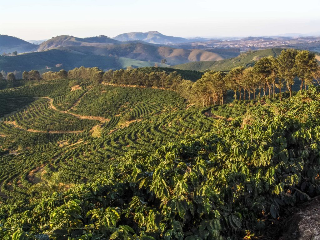 South American Coffee Growing Regions