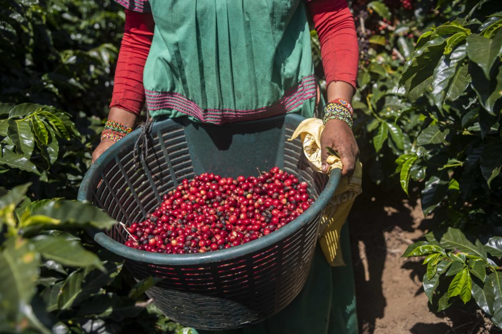 Where is Coffee Grown in Latin America? Coffee Production Terroir
