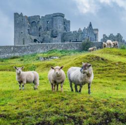 learn history irish language GAEILGE