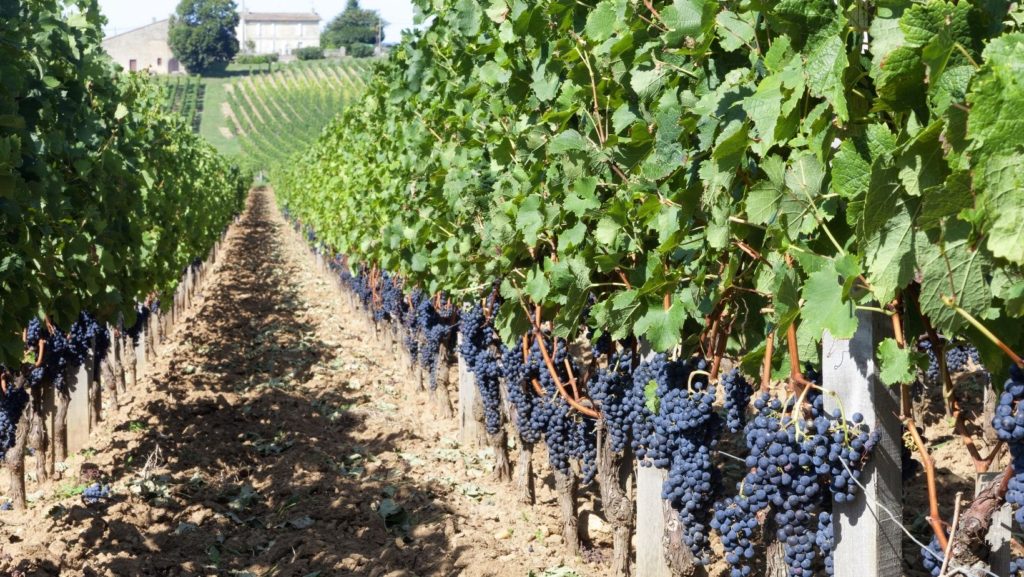 Bordeaux French Wine Region