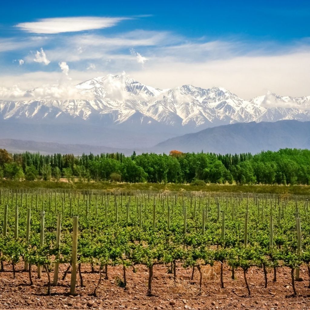Wines of Argentina South America