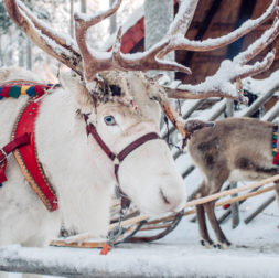 Scandinavian Christmas traditions
