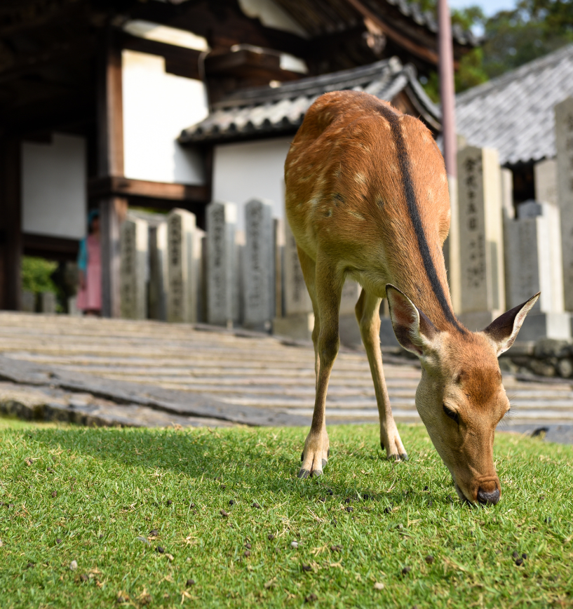Nara deer travel japan